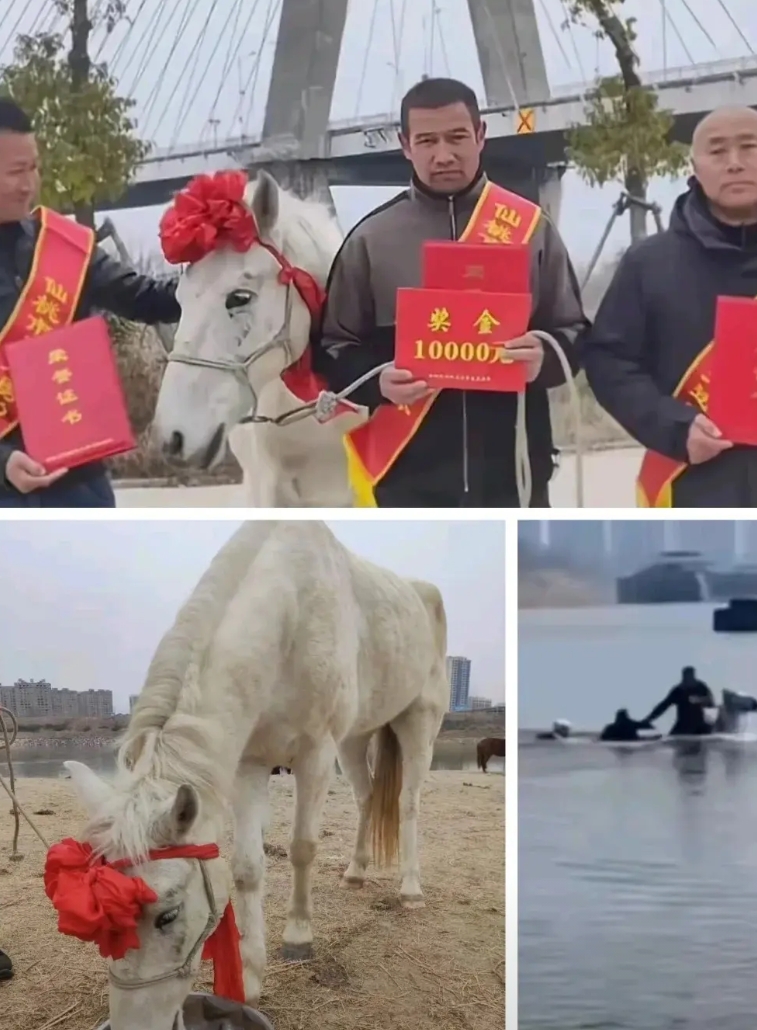冲进洪水叼住落水者衣领的"白龙马"，最终在华中农大动物医院的手术室停止了心跳。这
