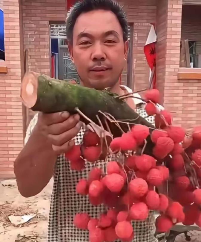 树干也能挂满果？这树果然是报恩树！