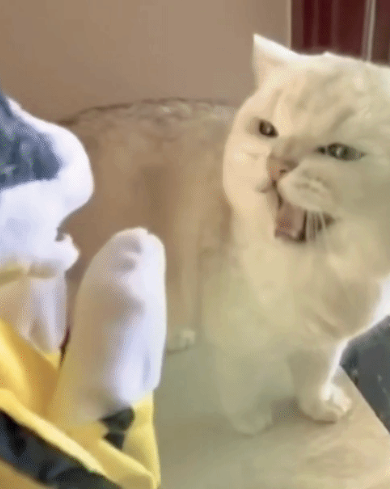 这猫话真多，看掌！