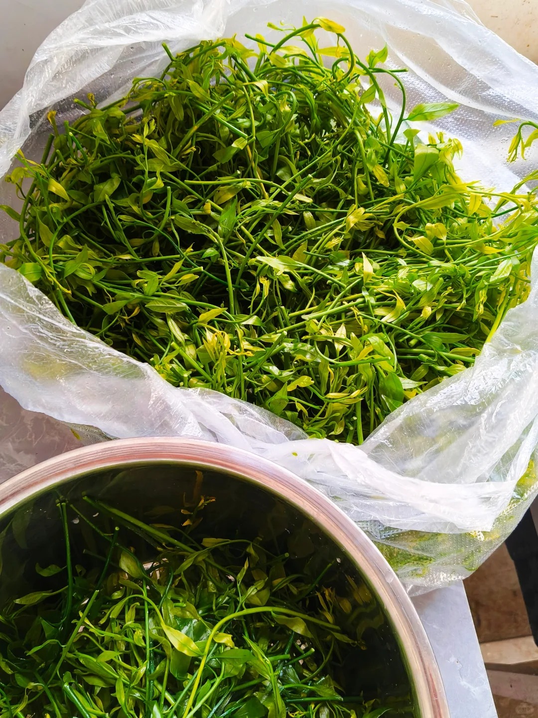 绝了！最喜欢的野菜