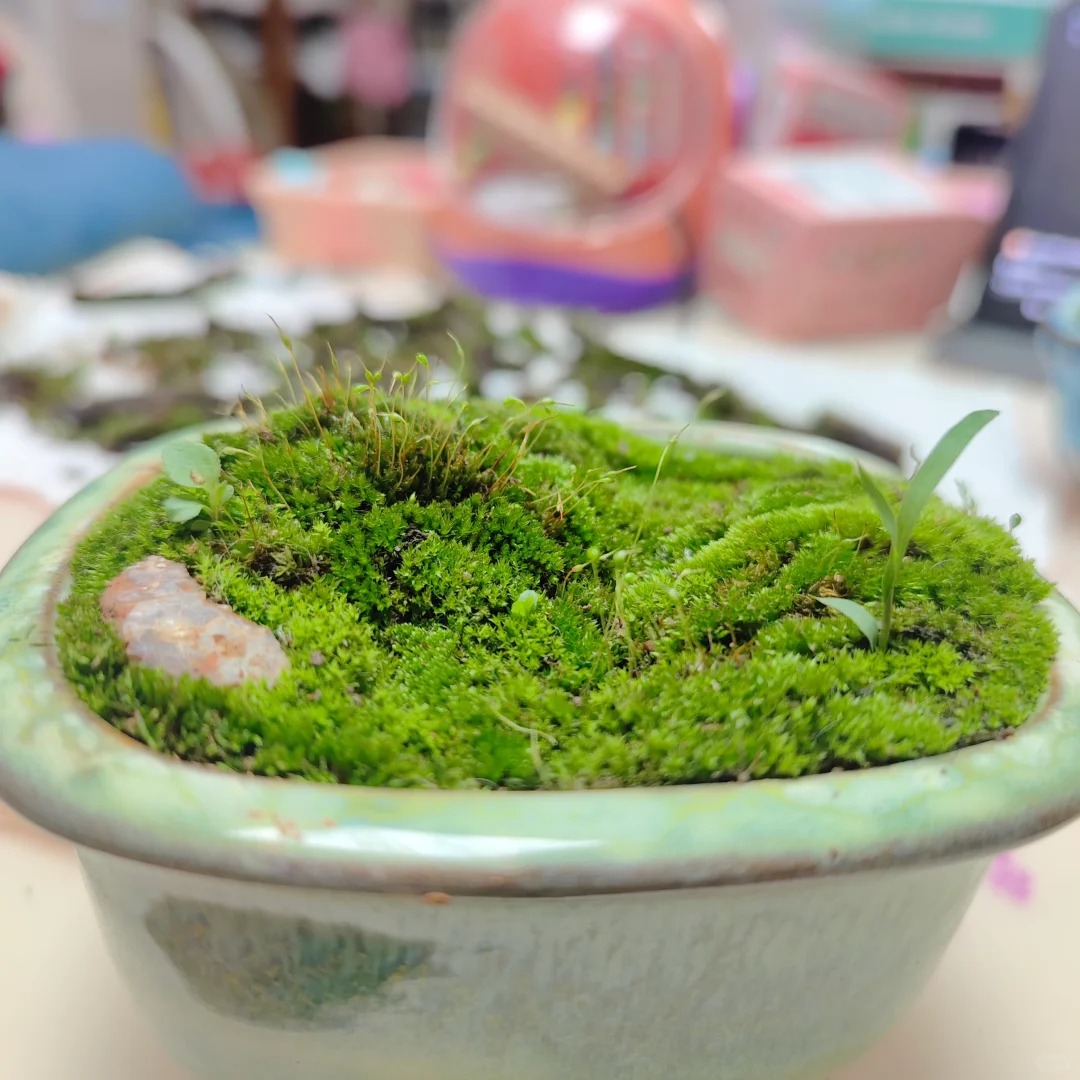 初入苔藓坑....真的好神奇
无意中发现地缝里各式各样的苔藓，觉得都好可爱，想象