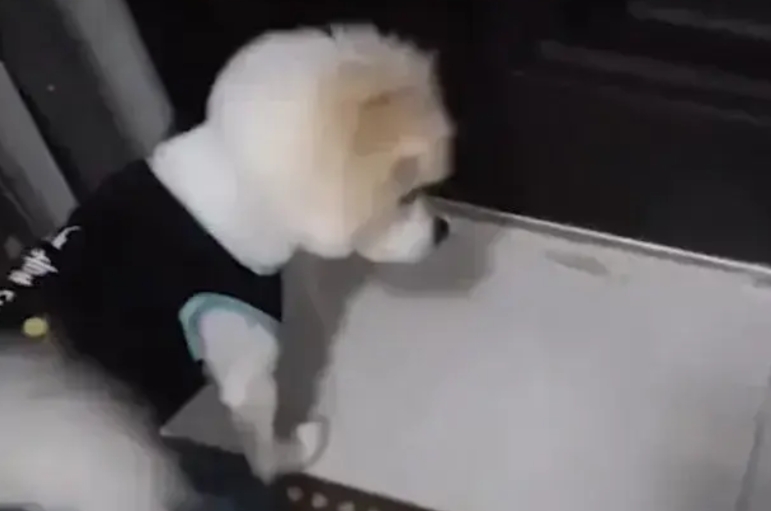 北京房山，一女子携带了两只狗坐电梯，一男子也要坐电梯，但女子让男子坐下一趟电梯。