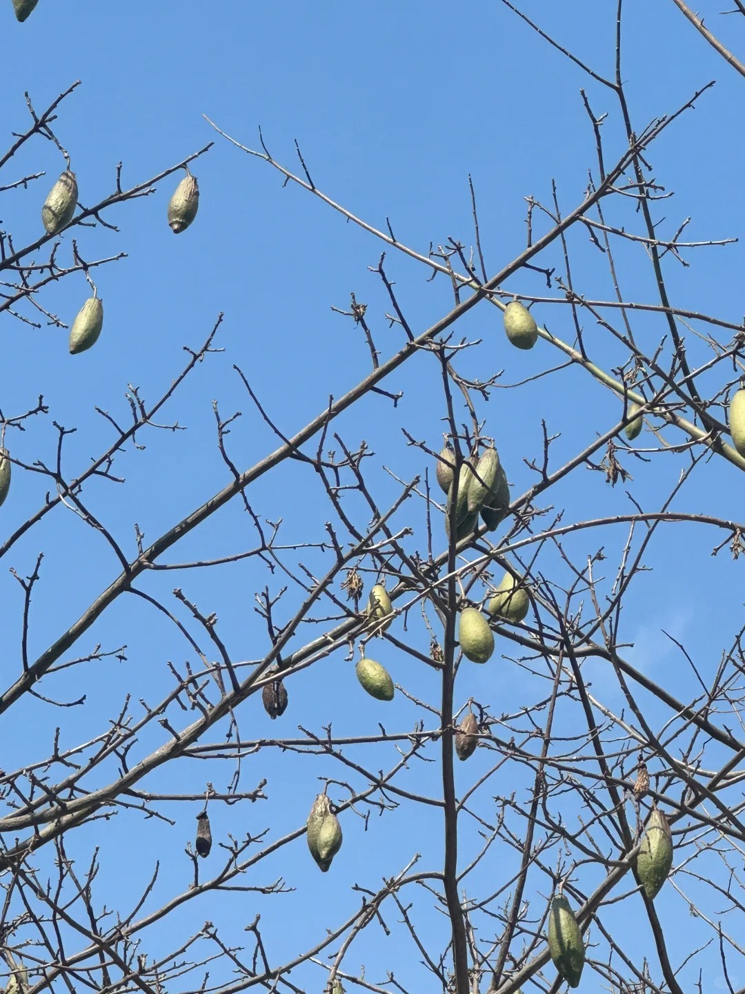 广州路边都种牛油果的吗？
所以它真的是牛油果吗？
长得一毛一样呀，如果不是，它是