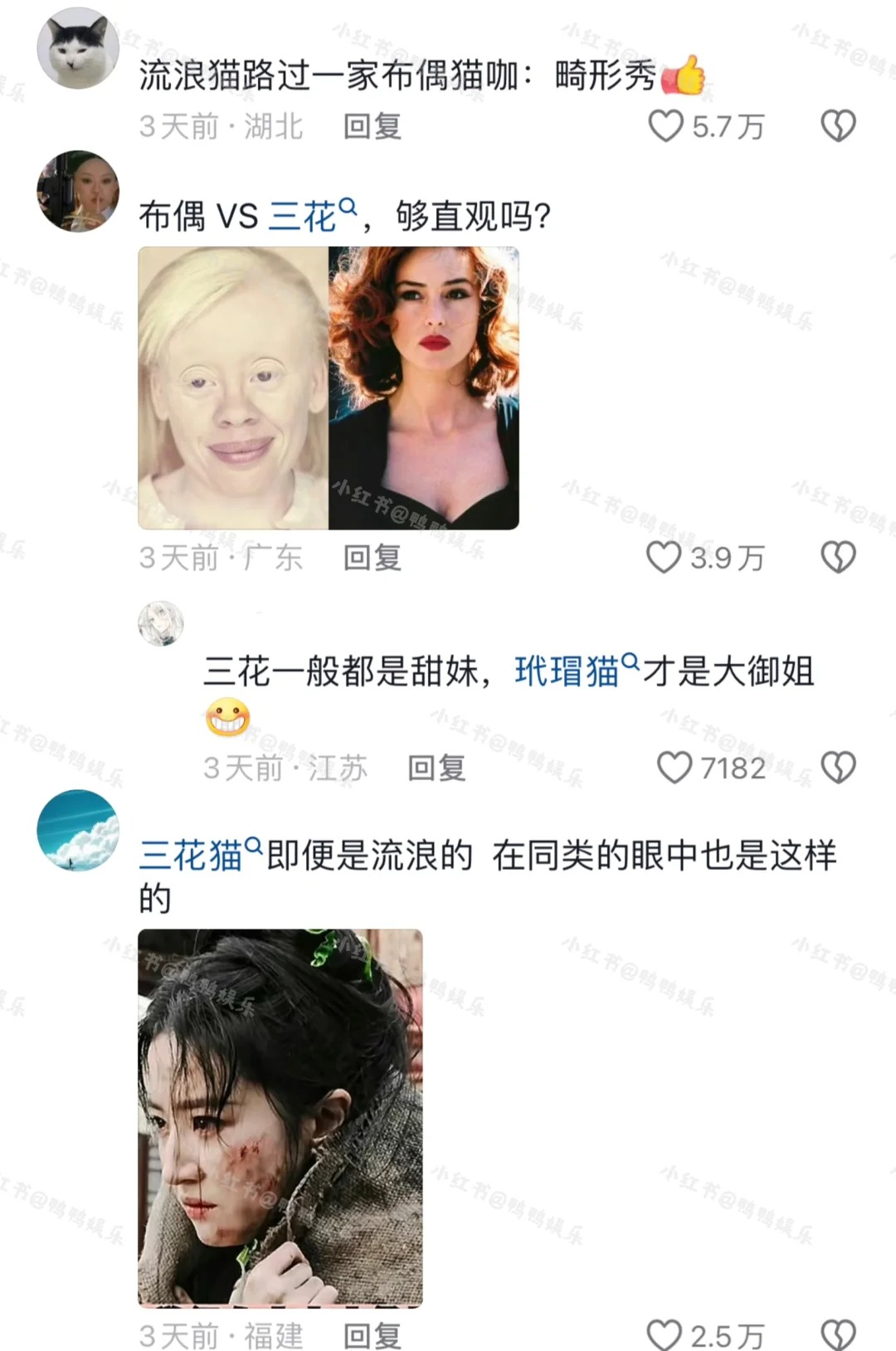 猫届颜值也有排名？审美和人类这么不一样啊
原来猫猫届的审美和咱们人类的审美这么不