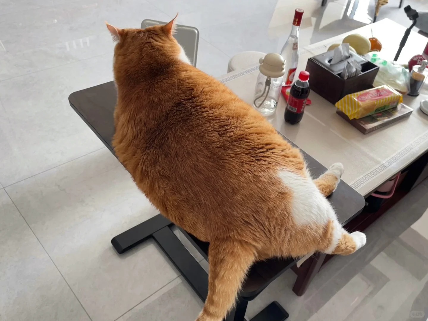 已知桌面长68cm宽36cm
求小猫面积