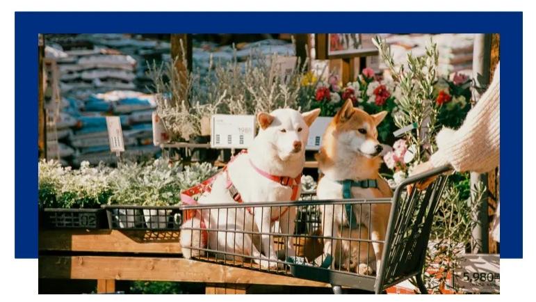 养宠家庭的情绪价值，来自这些毛孩子都爱的家居巧思