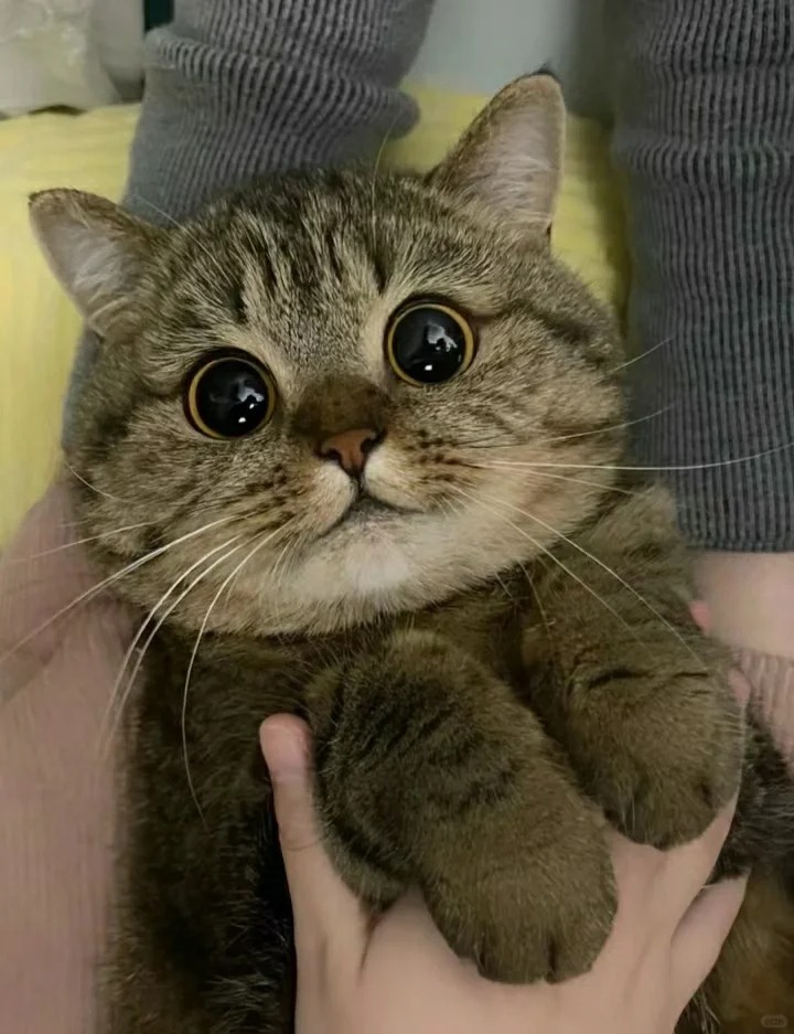 你们的狸花猫都是0元购吗？
你们的狸花猫都是0元购吗？
狸花猫应该是最常见的猫咪