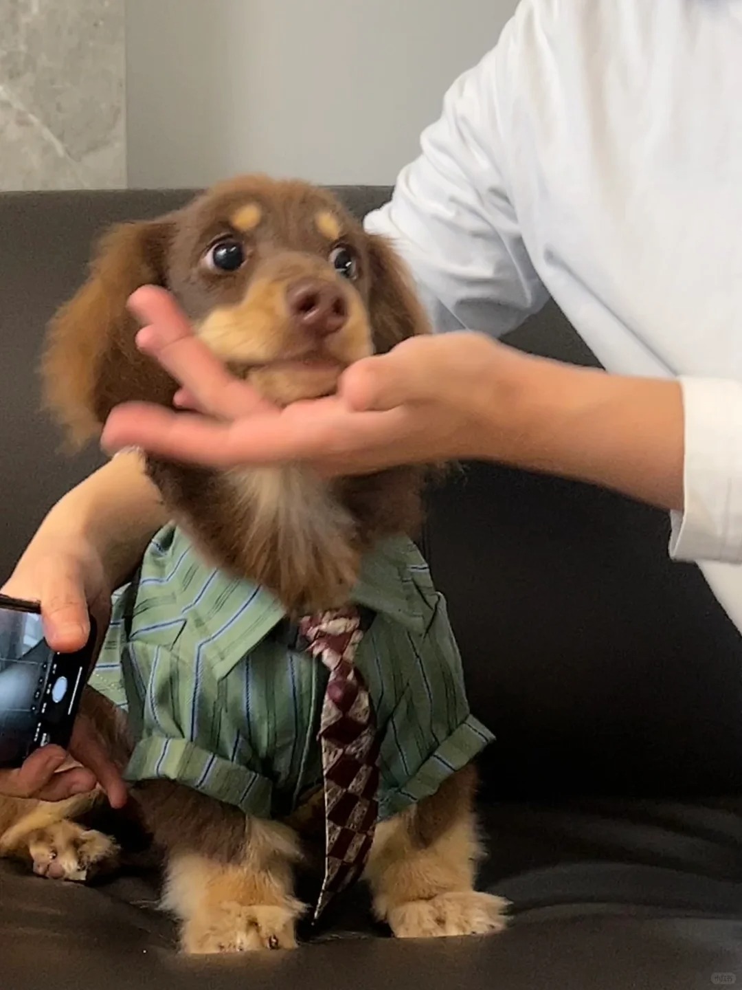 港风帅狗
OK：我小姨买的衣服帅吧