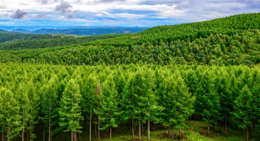 刷印度高温的消息时，读到有人指出：印度的极端天气的影响因素中，有一个原因是树木砍