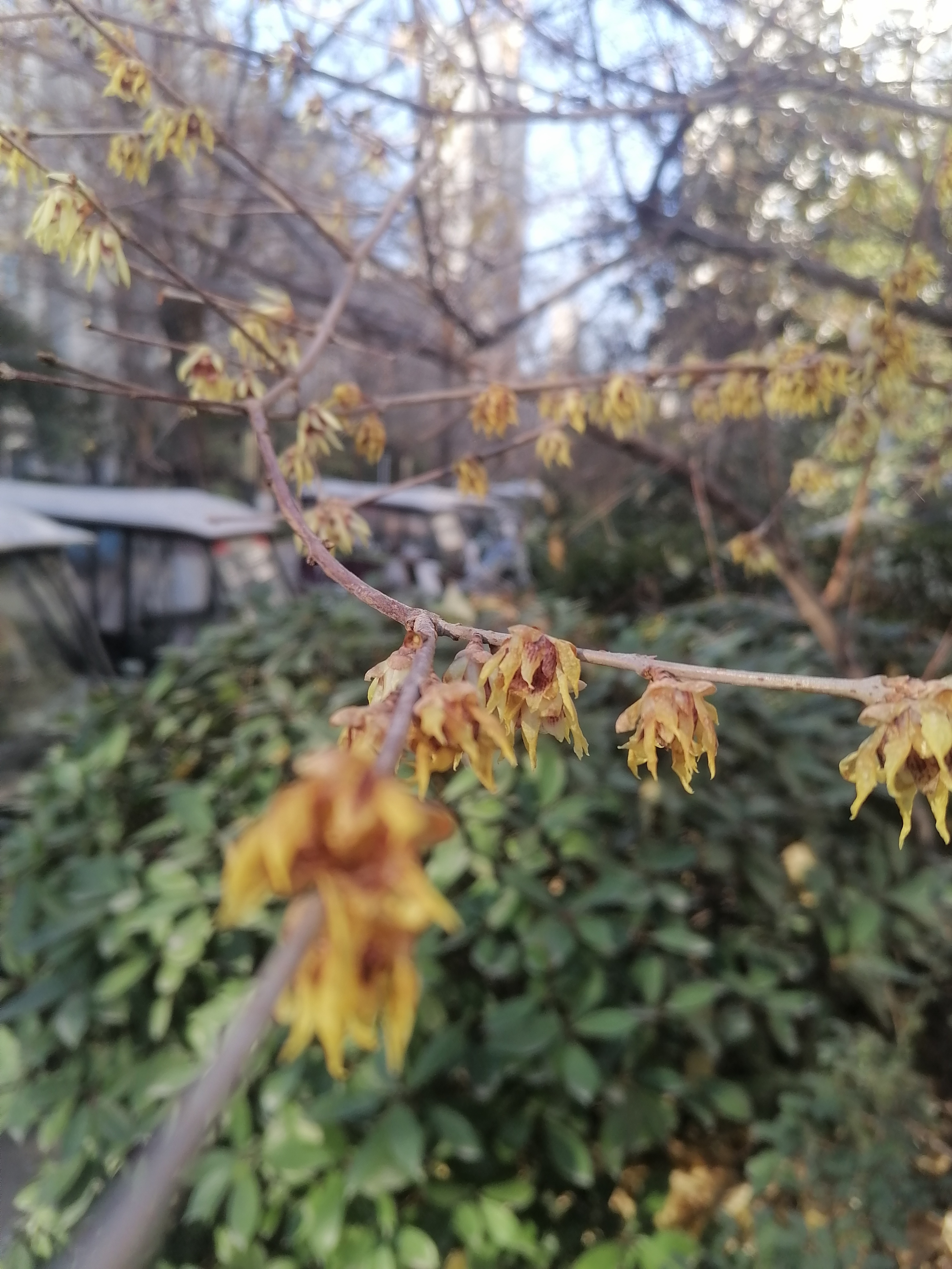 门前的腊梅开花了，为什么看起来都干巴巴的呢？