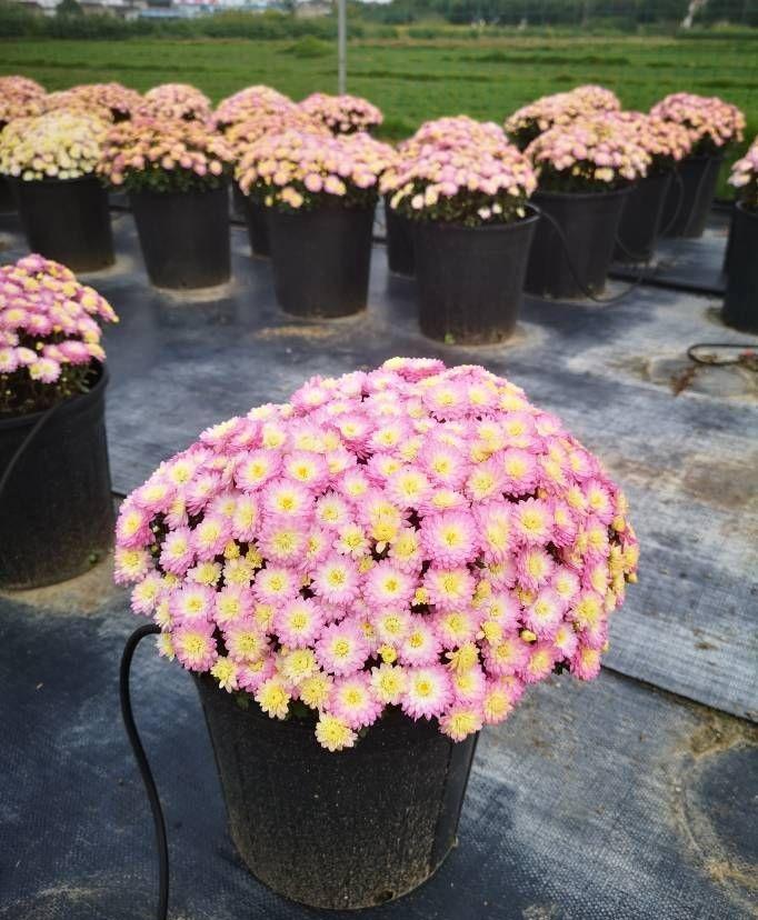 
立秋过后，是菊科花卉的“主场”，给大家介绍一种非常漂亮的菊科植物——花园菊“选