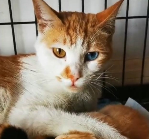 鸳鸯眼橘猫“套路深”，原来是找长期饭票的高手！