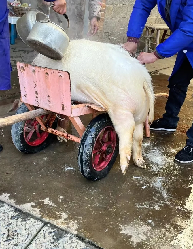我承认自己是个胆小鬼，连杀年猪都不敢看。
以前过年家家户户都会杀年猪，那时候就是