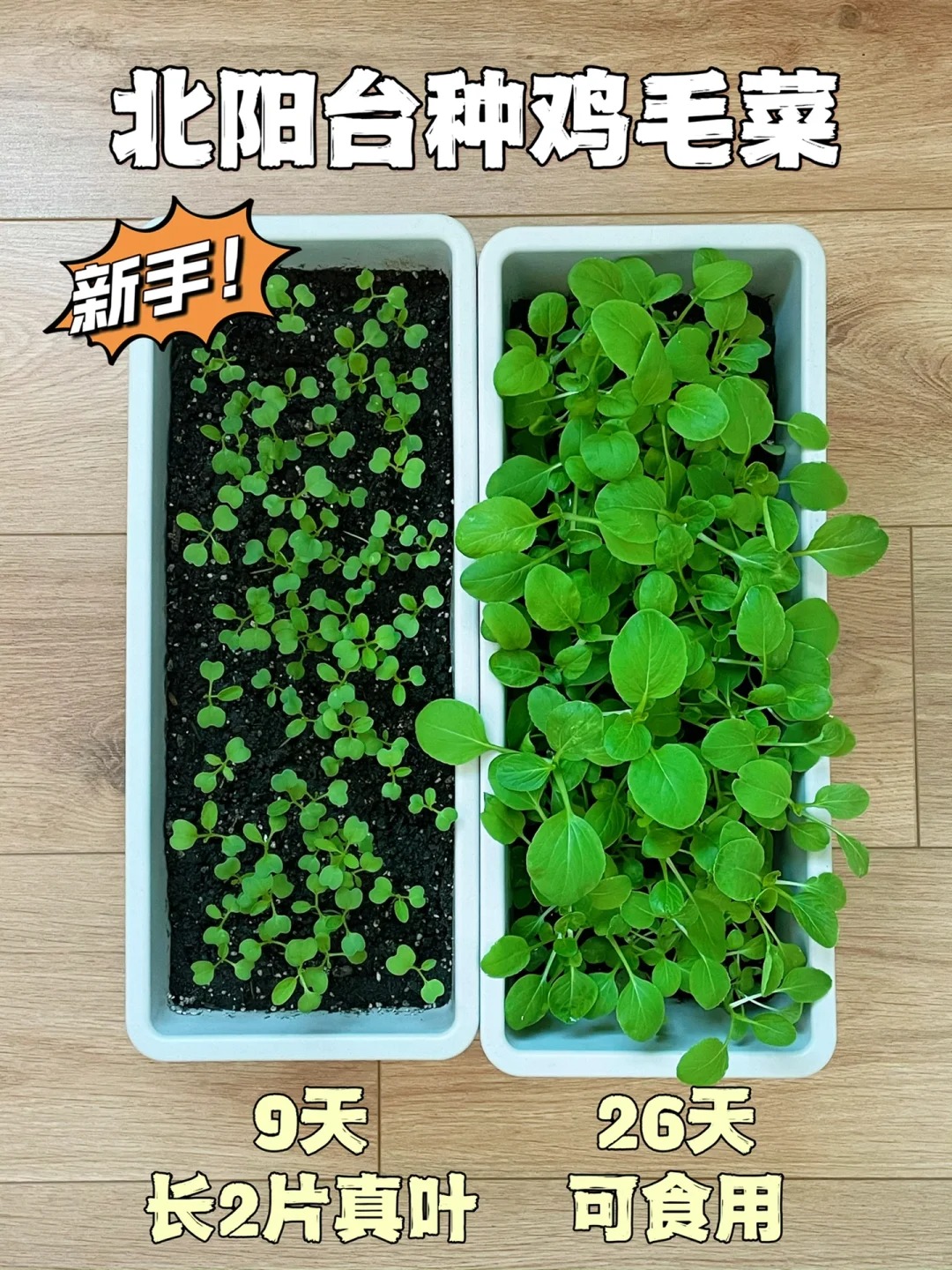 新手26天种鸡毛菜，北阳台种菜实录！
准备工具：营养土、鸡毛菜种、深盆（图3）
