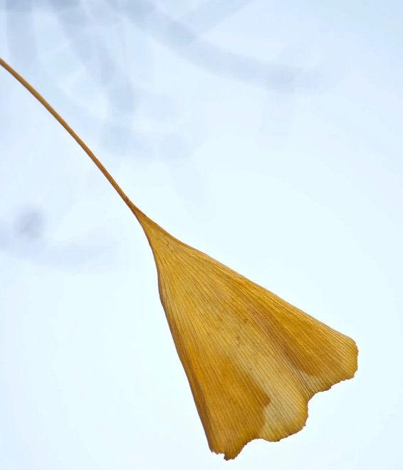 真的太含蓄了！疑似国产“六代机”在成都试飞成功的视频在网络广为传播后，国防时报抖