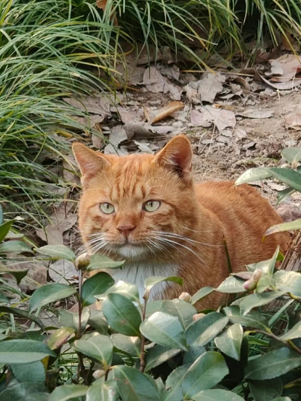 它长得好特别啊！
西安大兴善寺的这只猫猫
明明眼睛小小，脸方方的却意外的长得很有