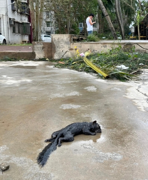 摩羯台风过后现状！

比起设施的严重毁坏，那些小动物的生命更让人惋惜！愿你来生不