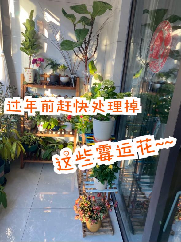 家里有这4种“霉运花”，过年前赶快处理掉