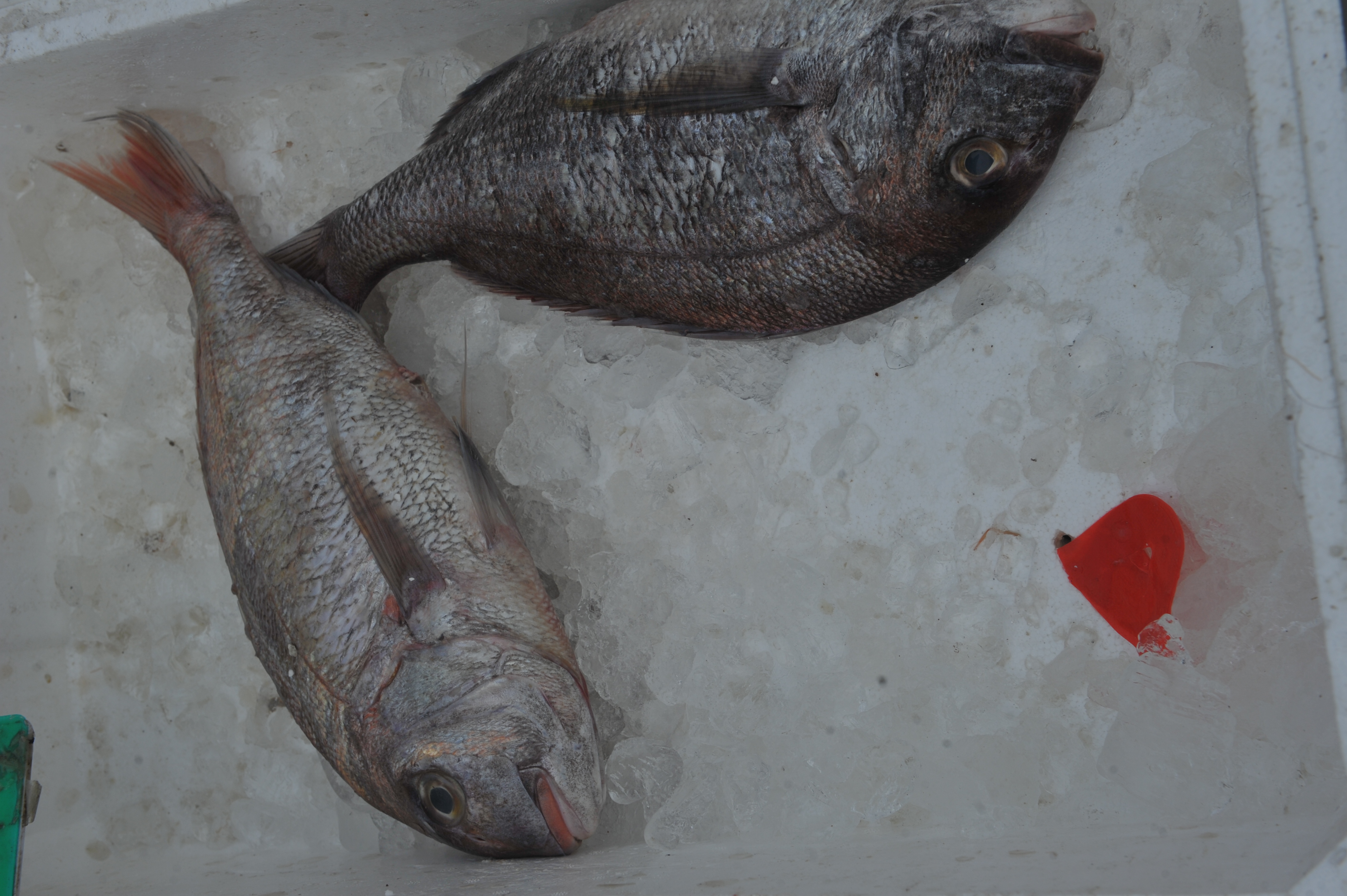 青岛海鲜——偏口鱼，肉嫩，价格便宜
