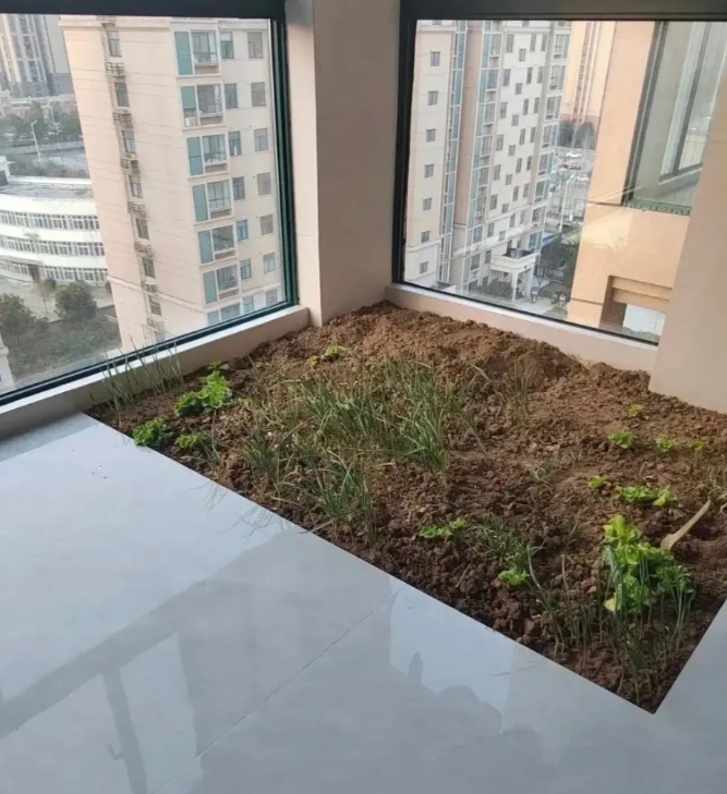闺蜜的新房子装修好了，让我去参观一下。我去到一看，这是啥呀？朋友说她要吃绿色蔬菜