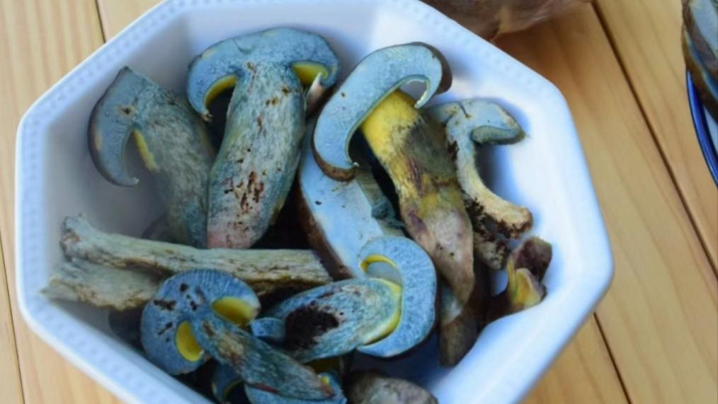 周鸿祎吃云南野生菌，看到狗和他说话！为啥吃菌子会中毒？