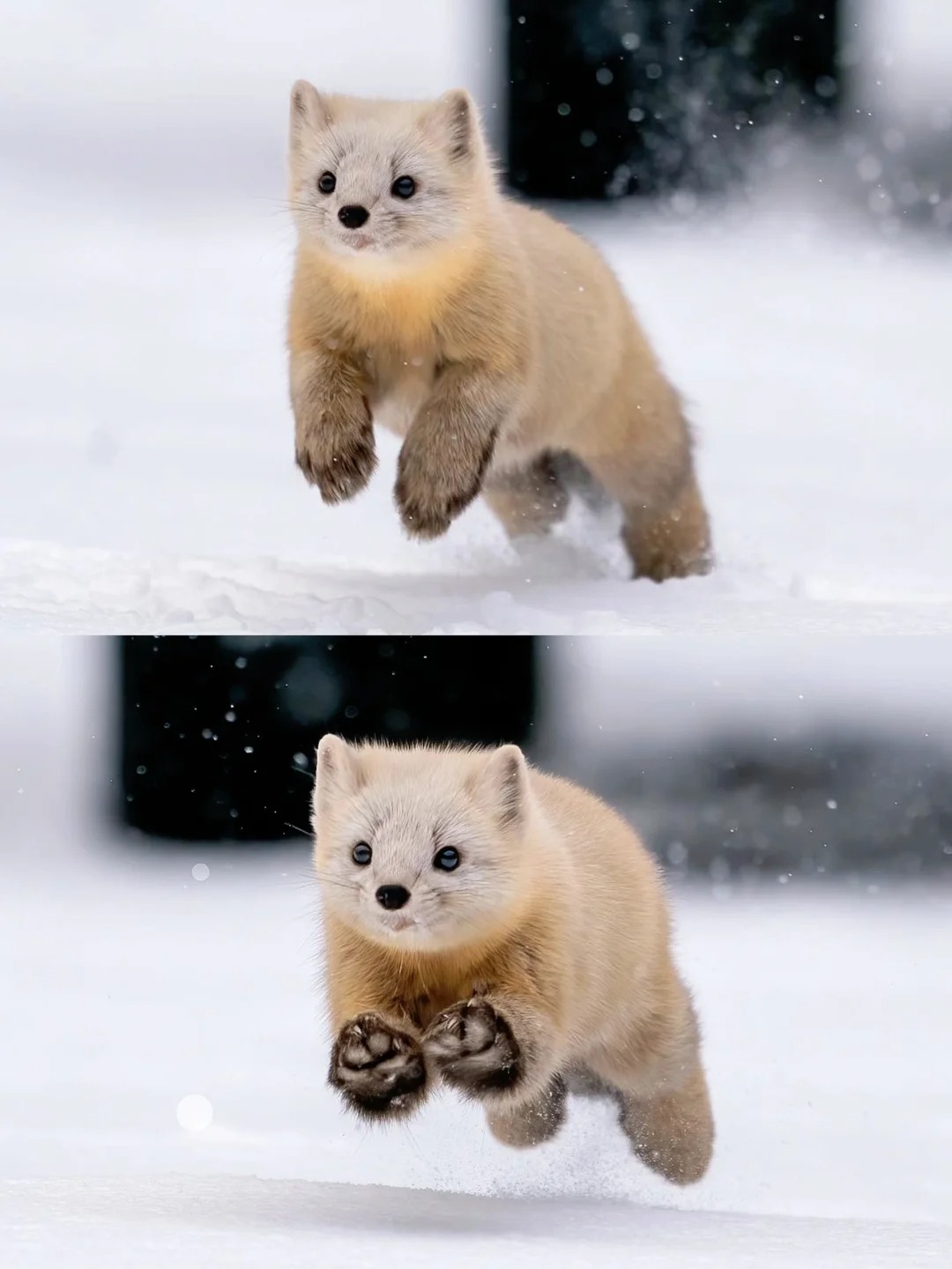 每天看看小动物👀紫貂
紫貂是一种小型食肉动物，体重约800-1800克，属于鼬