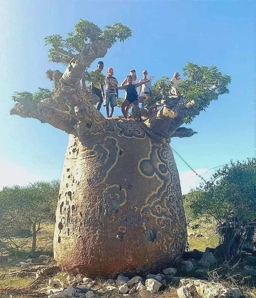 猴面包树！
刚刚才知道，那些斑条纹其实是真菌感染