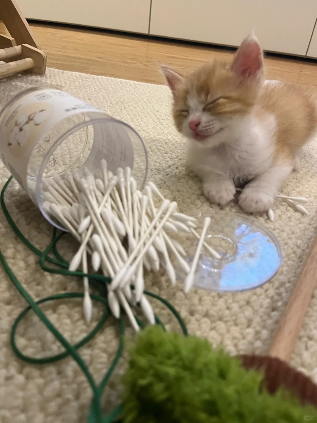 谁是做案嫌疑猫
我猜是橘橘🍊#奶猫