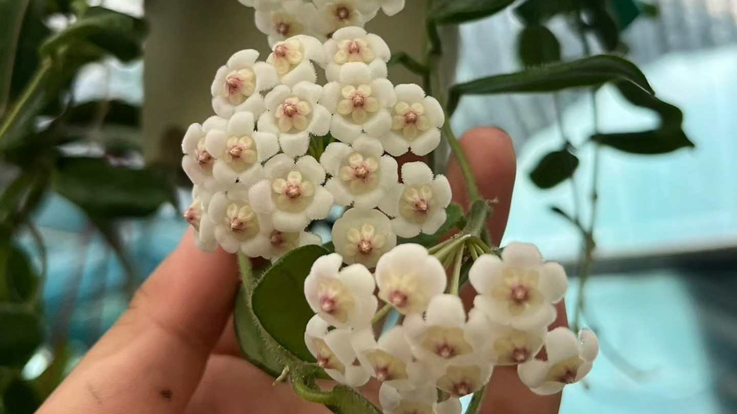 一种优秀、但很少人养的室内绿植，颜值高，爱开花，有栀子花香味