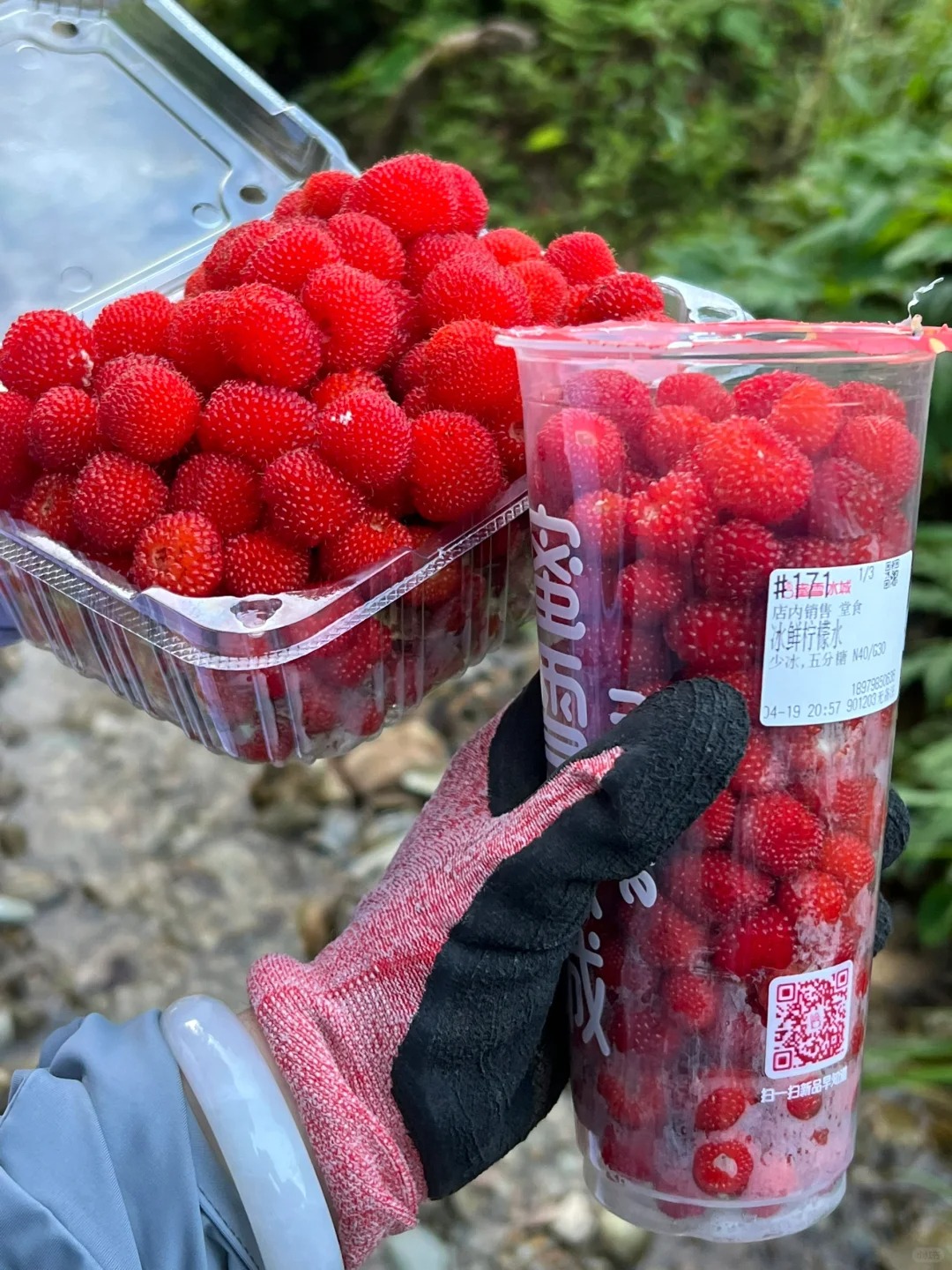 覆盆子树莓山里免费薅！这个季节千万别错过