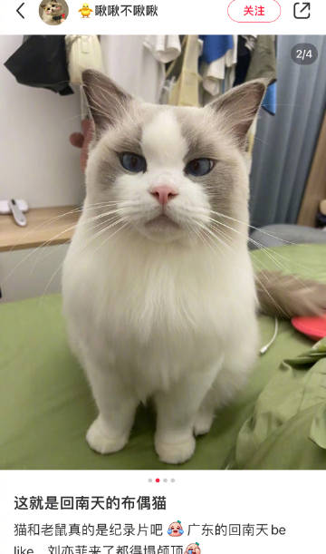 笑死了回南天的布偶猫 ​