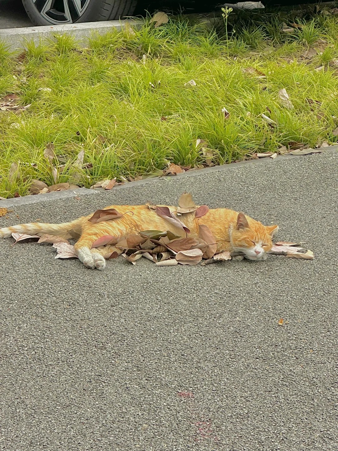 来自大学里猫猫的松弛感🐱🐱🐾
校园人行道上的小猫，呼呼大睡。路过的捣蛋鬼给