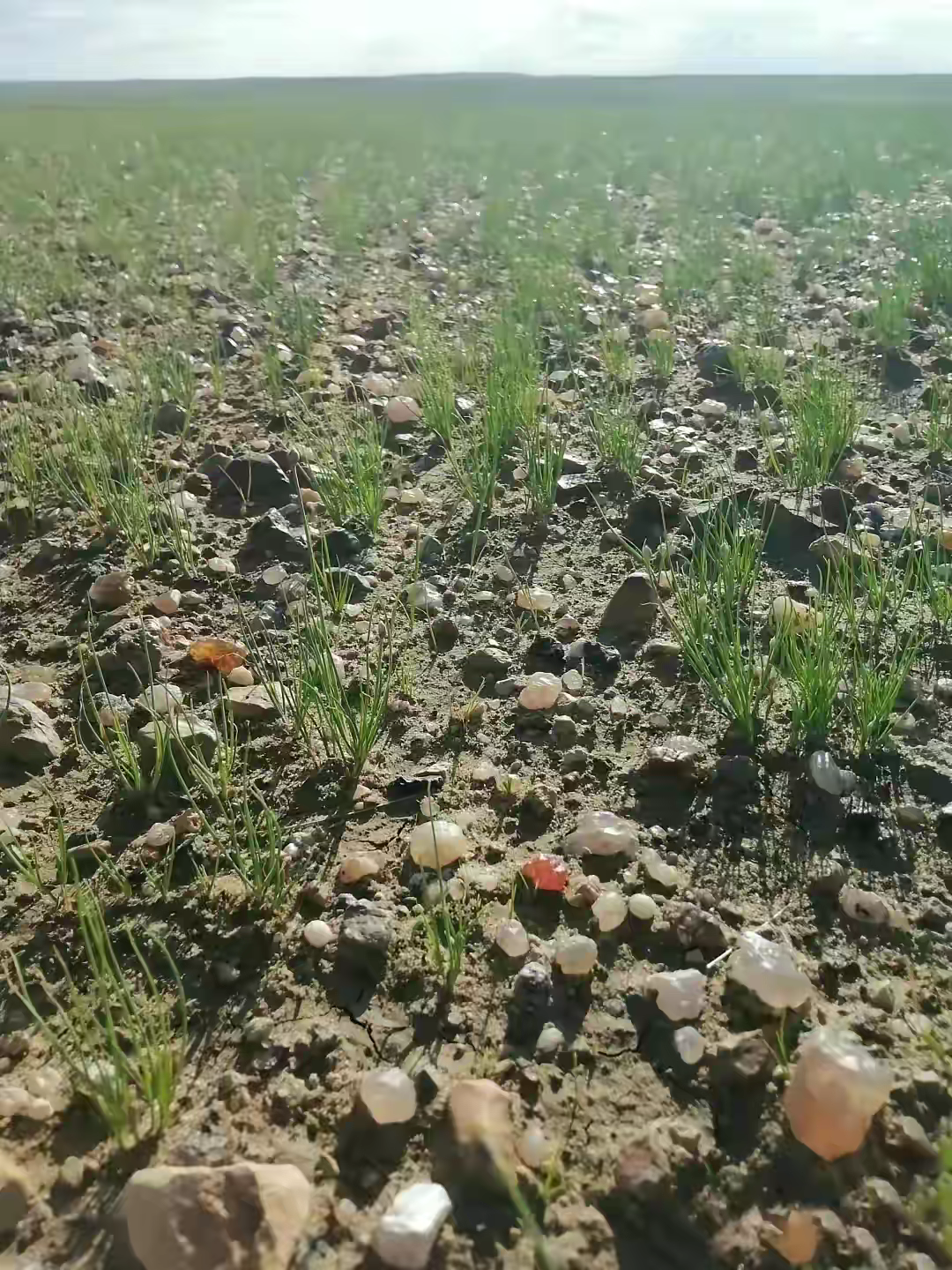 家中有几十亩的这种小石头仔地，原本地里遍地多是这小石头，经过几十年的加土耕作，还