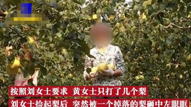 湖南女子去同事家摘梨吃，中途被梨砸伤，之后将同时告上法庭，法院这样判