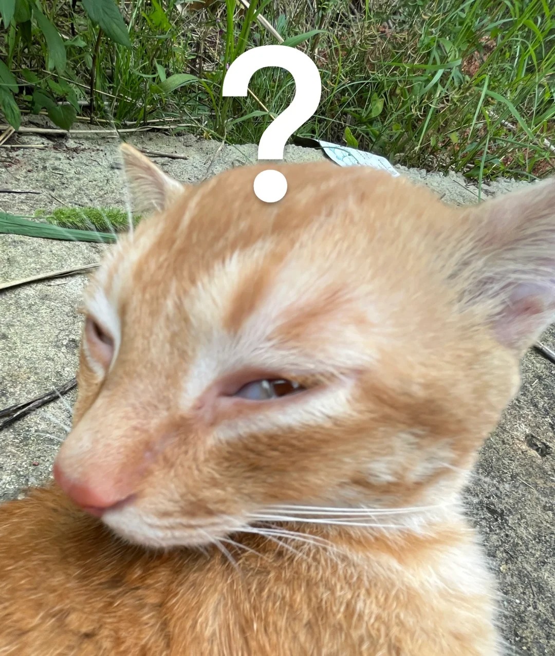 天天被丑猫纠缠怎么办？
哈哈哈哈哈标题党一下～还素很喜欢我们学校的丑猫，虽然他们