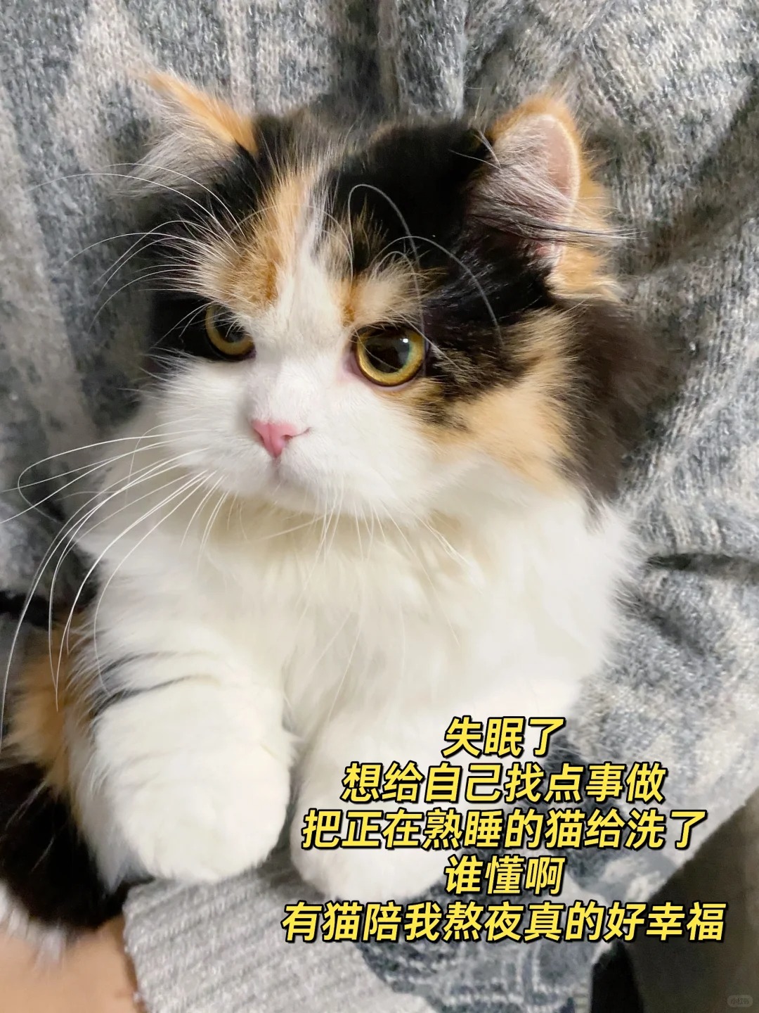 失眠了，把正在熟睡的猫给洗了
看这一脸开心样，能陪我熬夜她应该也觉得很幸福吧