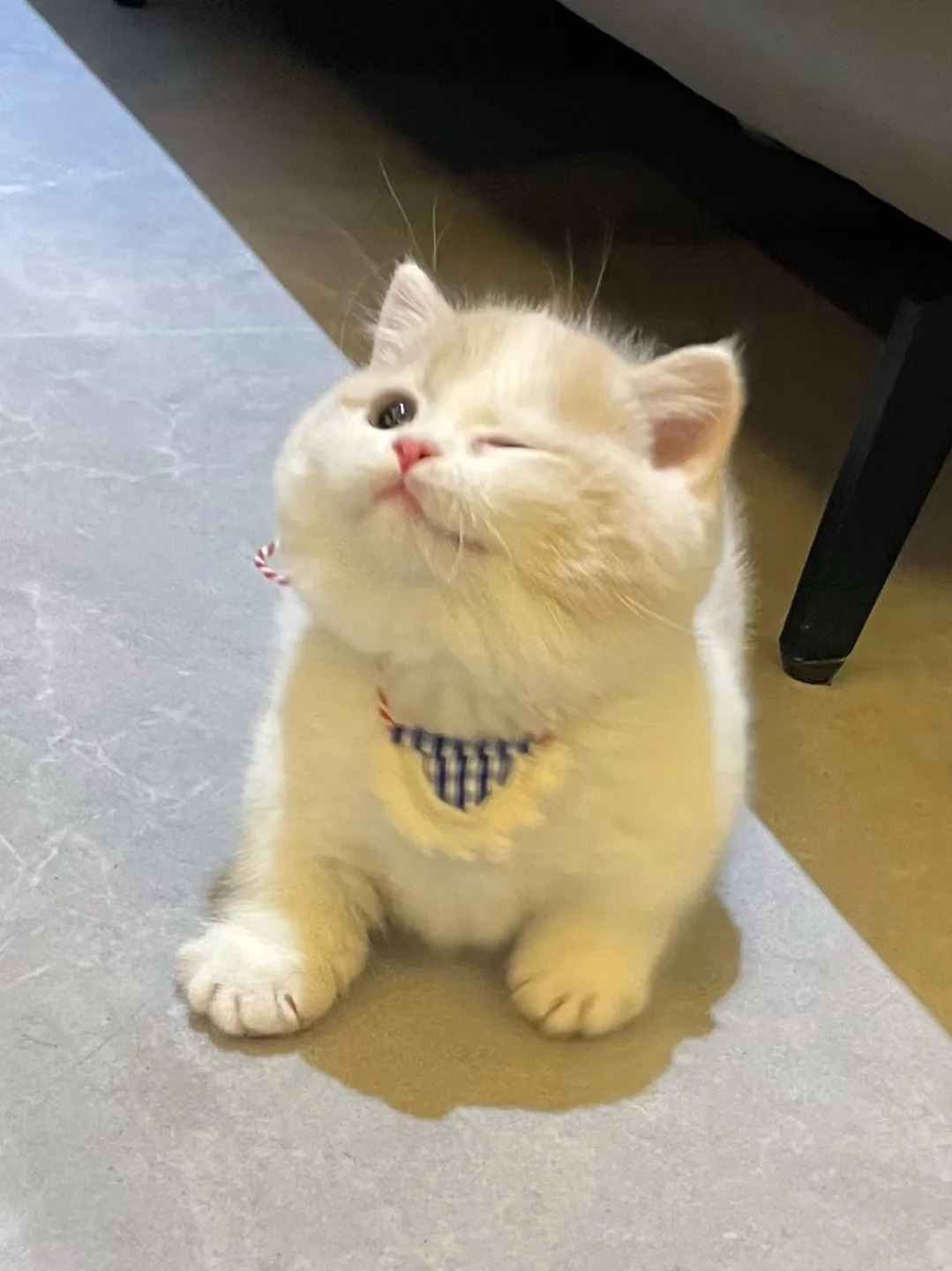 又被萌到了～乳白短腿弟弟
胖头鱼乳白短腿弟弟 好萌好可爱