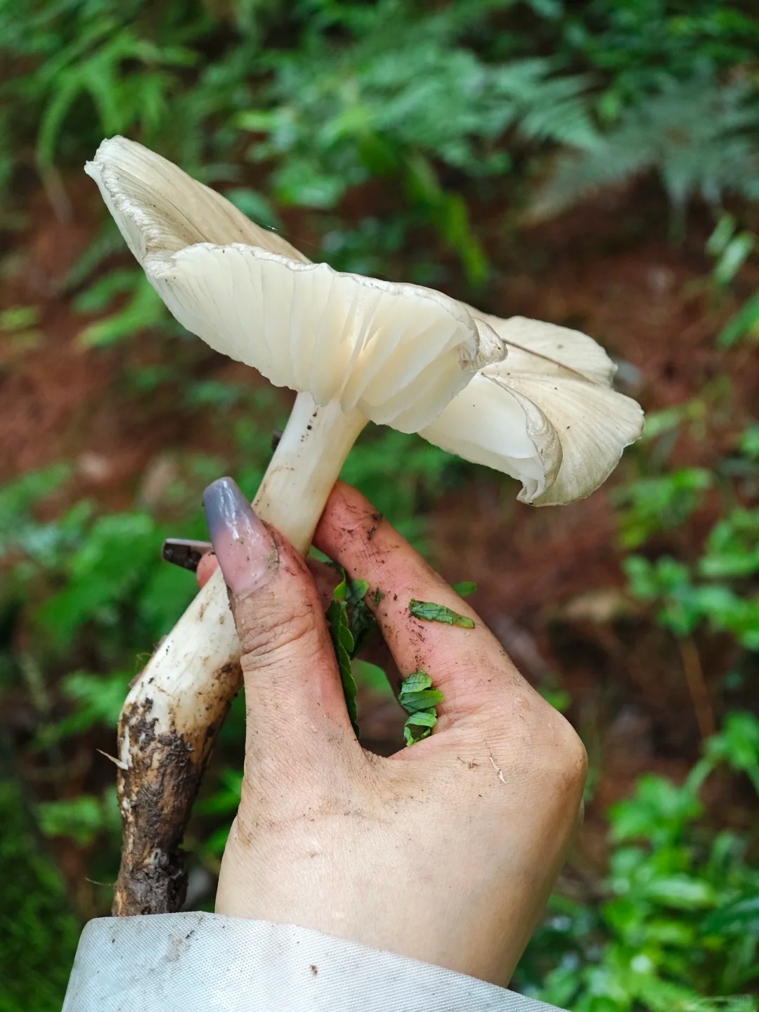 这是鸡枞菌吗？能吃吗？