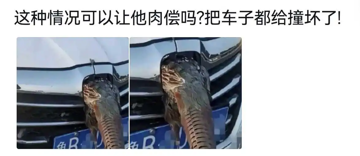 道理我都懂，但为什么你的车牌是“龟B xxxx”