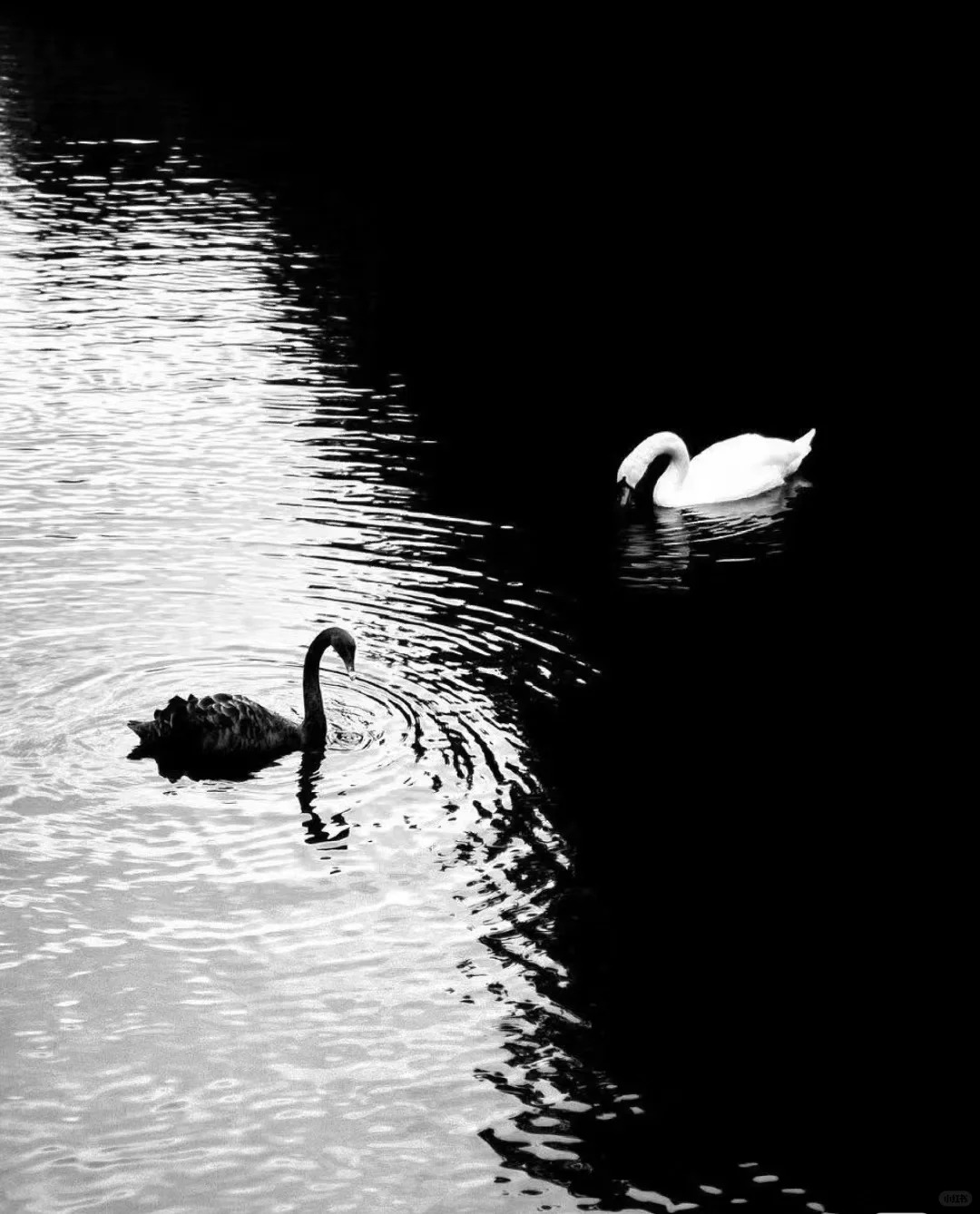 这张图为什么争议这么高
这个是一个国外大师（Alan Schaller）的作品。