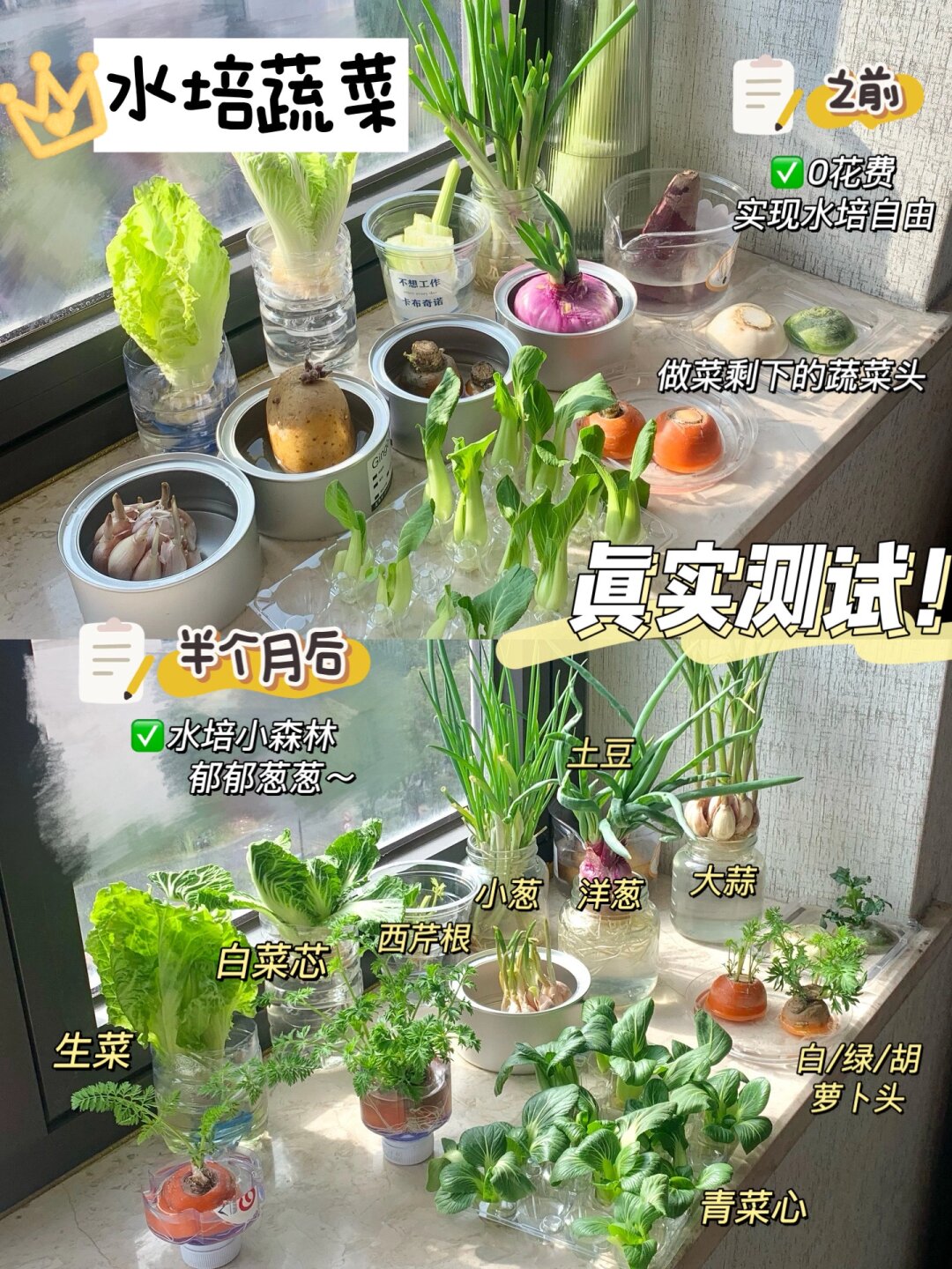 🌱水培菜大揭秘：矿泉水瓶里的绿意盎然🥦

作为一名园艺师，我近期尝试了在矿泉