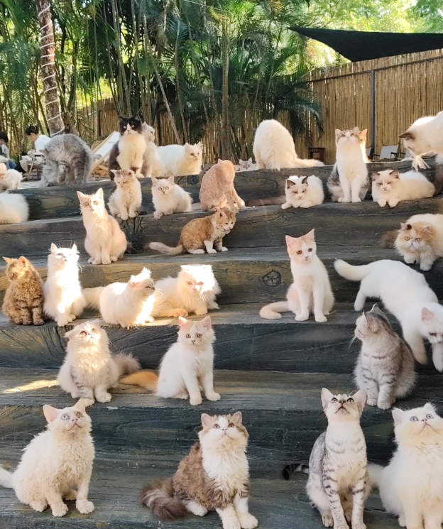 好壮观的一群猫咪，好多可爱的猫咪！