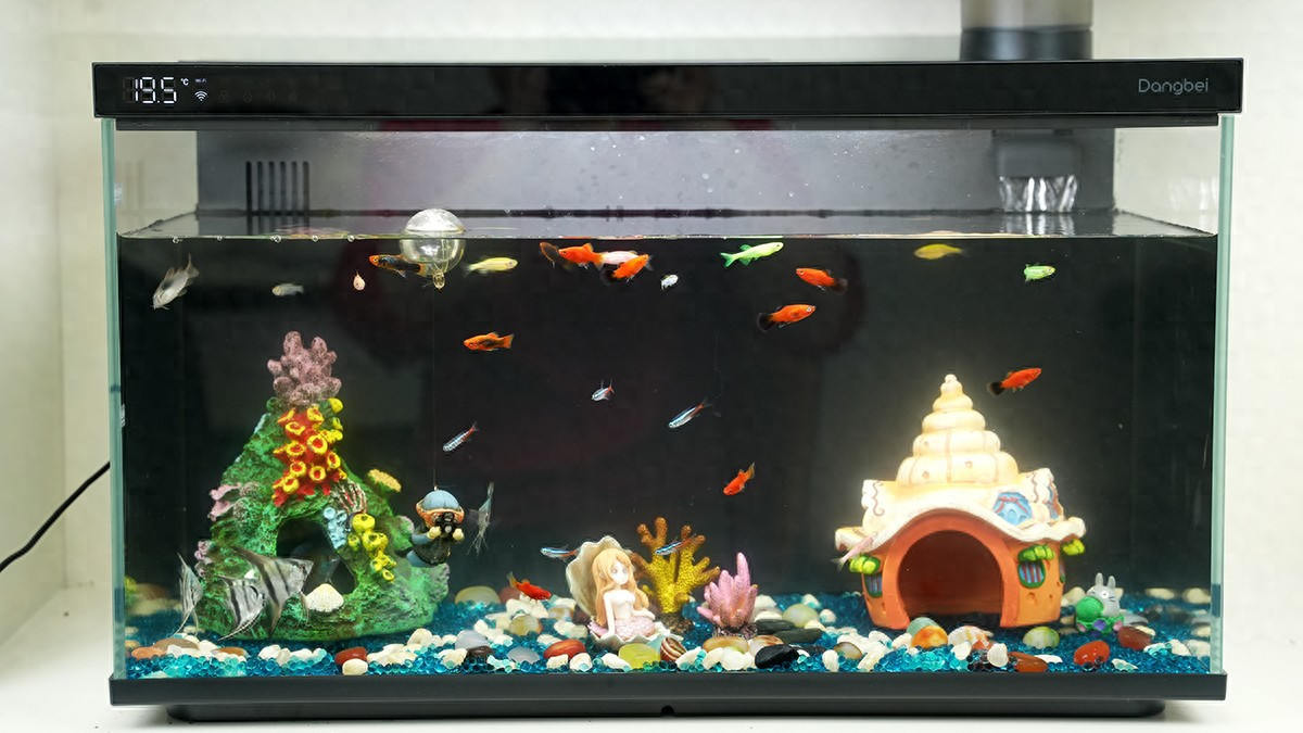 当贝智能鱼缸 1 Ultra：从开箱惊艳到养鱼无忧，新手小白的逆袭神器