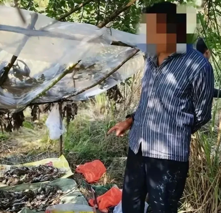 江苏泗洪，一对农民父子，经常到洪泽湖边狩猎夜鹭、黑水鸡等动物，收获很不错，后来买