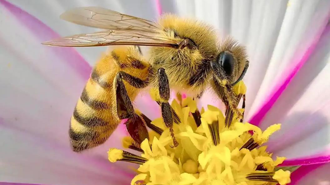 【科普知识】20个自然与生物的奇妙现象，背后原因你知道吗？