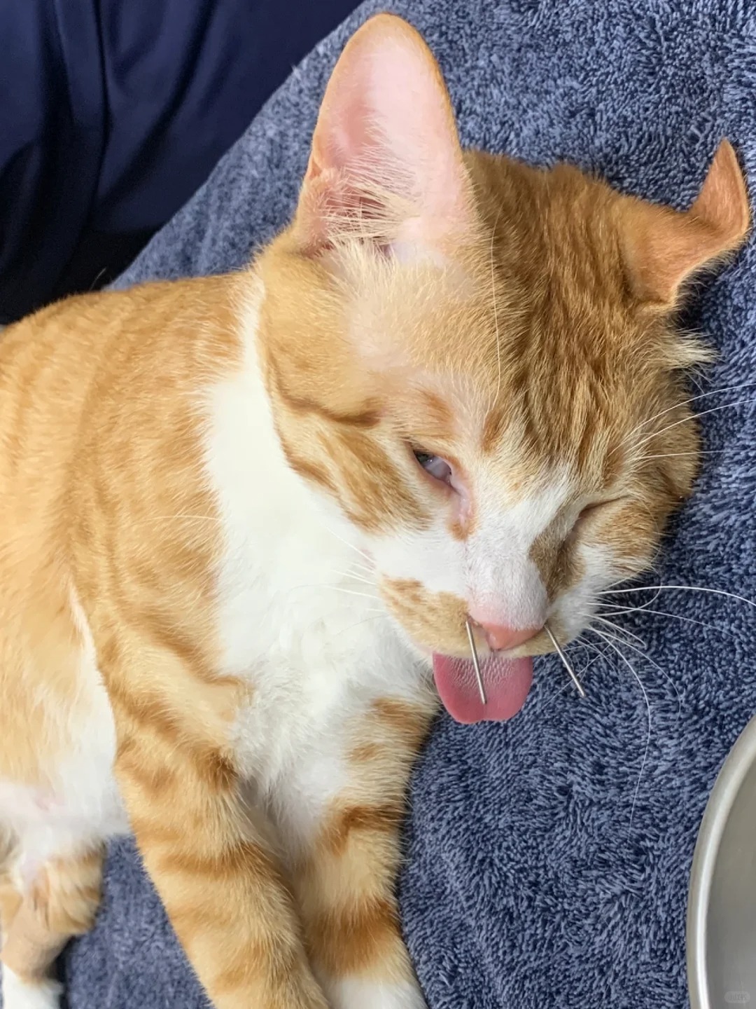 关于我那只长得像鲶鱼的猫
鼻涕佬一月一次的针灸埋针
镇静醒了之后一直赖在医院沙发