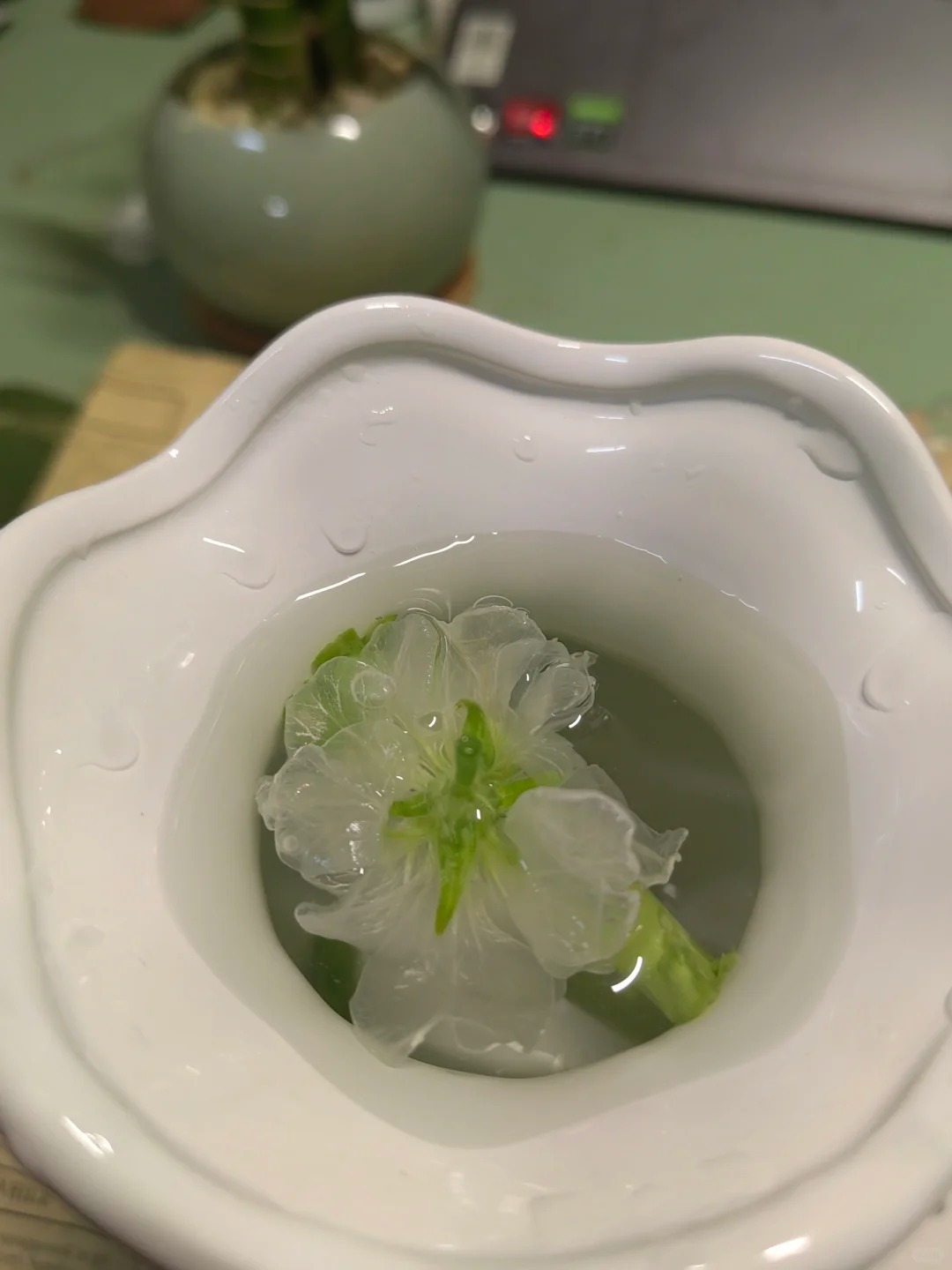 什么情况，花泡了一晚上变透明了
#花 #鲜花 #养花 #新手
昨晚拆花束的时候，