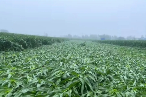 河南太难了，这场暴雨又把南阳淹了！

前段时间河南差点旱死，半年的时间没怎么下雨