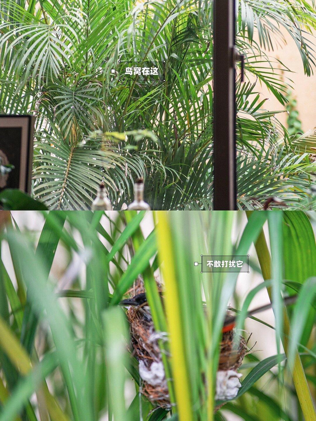 也算搬进了新家前有小院后有花