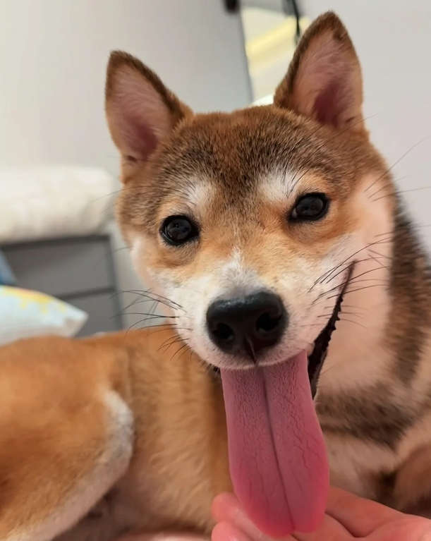 柴犬的搞笑日常
